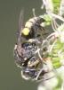 Oxybelus mucronatus